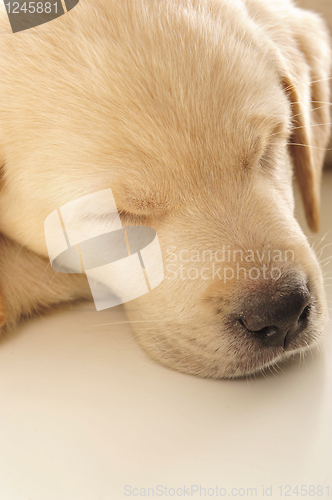 Image of Labrador puppy      