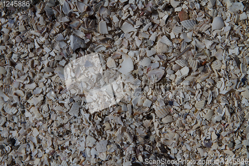 Image of Seashells