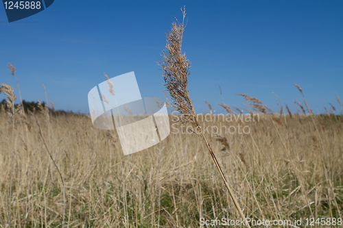 Image of Reed in the wind