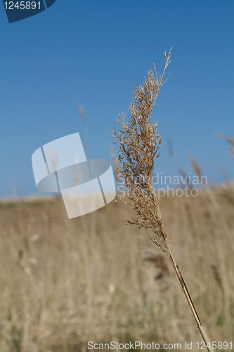 Image of Reed in the wind