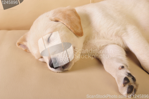 Image of Labrador puppy     