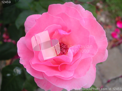 Image of Pink Rose