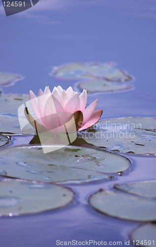 Image of Lily Pond