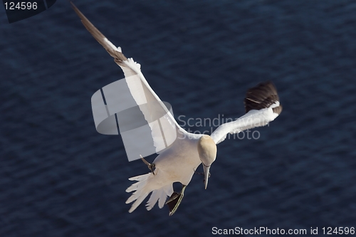 Image of Northern Gannet landing with nesting material 3