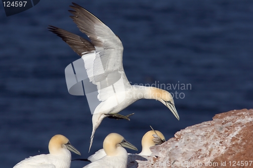 Image of Northern Gannet landing