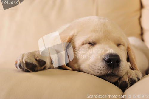 Image of Labrador puppy      