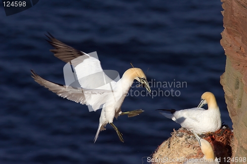Image of Northern Gannet landing with nesting material