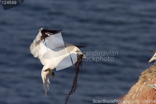 Image of Northern Gannet landing with nesting material 2