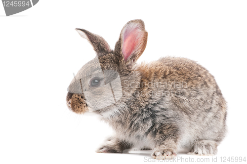 Image of one young bunny rabbit