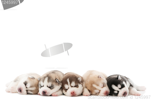 Image of sleeping puppy of Siberian husky dog