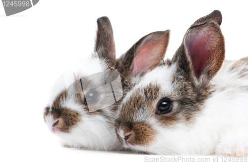 Image of two young baby rabbit isolated