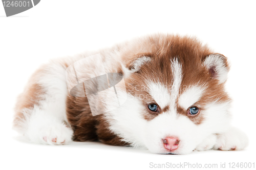 Image of Siberian husky brown puppy isolated