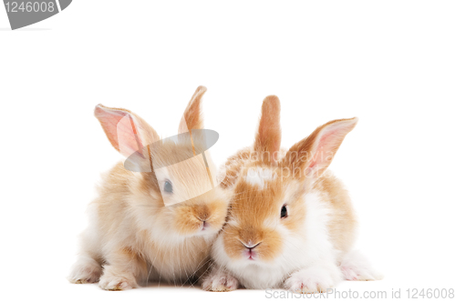 Image of two young baby rabbit isolated