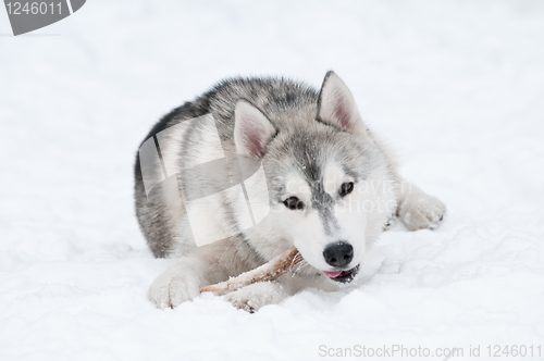 Image of siberian husky dog at winter