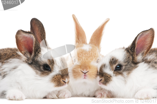 Image of three young baby rabbit isolated