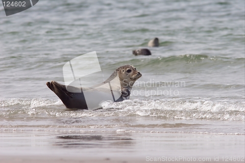 Image of Common Seal 1