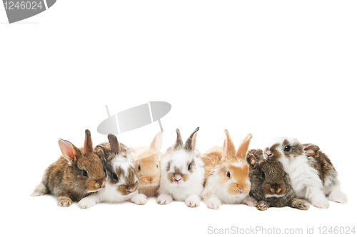 Image of group of rabbits in a row