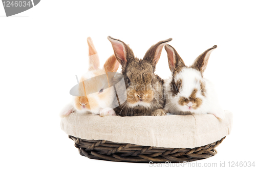 Image of three banny rabbit in basket isolated