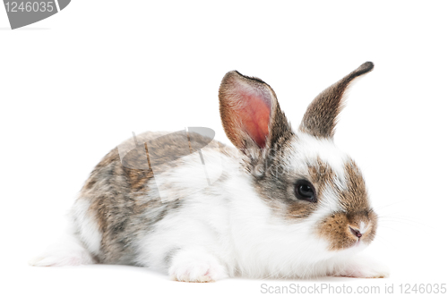 Image of one young baby rabbit isolated