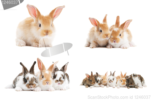 Image of set of baby bunny rabbits