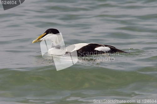 Image of Common Eider