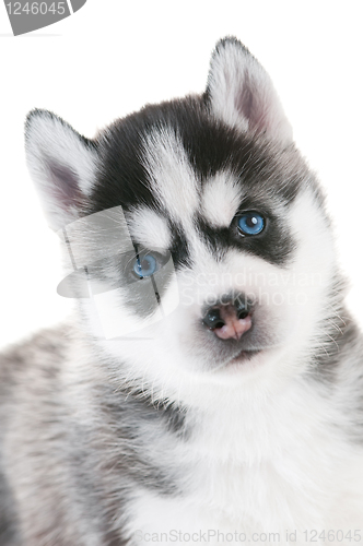 Image of Siberian husky puppy with blue eyes isolated