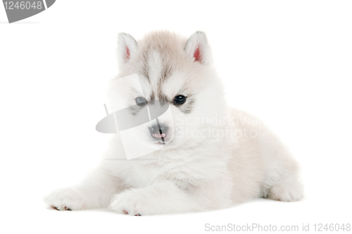 Image of one Siberian husky puppy isolated