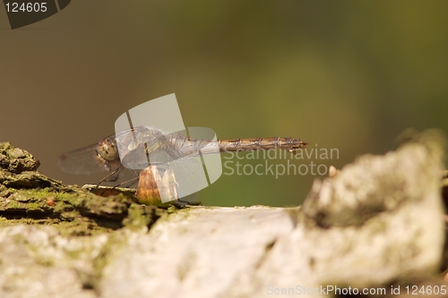 Image of Common Darter