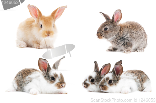 Image of set of baby bunny rabbits