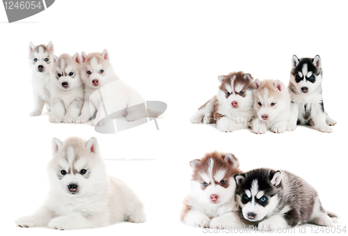 Image of collection of little puppy of Siberian husky