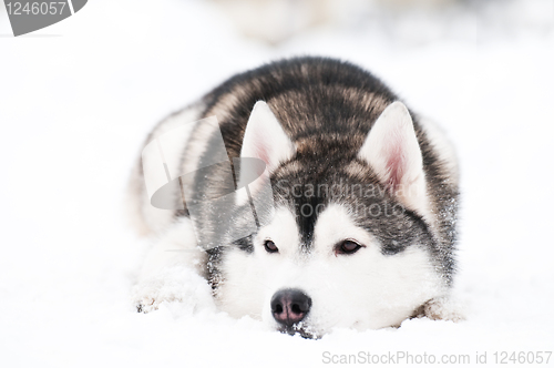 Image of siberian husky dog at winter