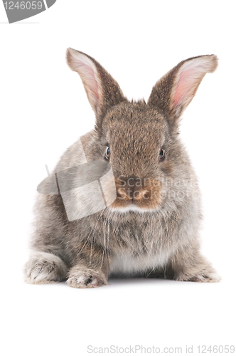 Image of one young bunny rabbit