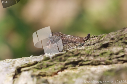 Image of Robber fly and prey