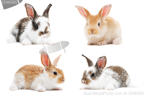 Image of set of baby bunny rabbits