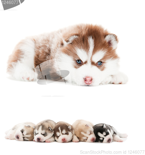 Image of collection of little puppy of Siberian husky