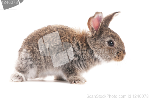 Image of one young bunny rabbit