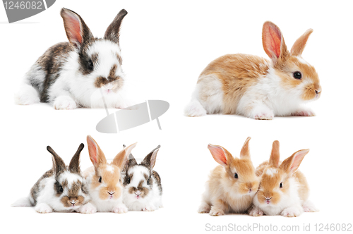 Image of set of baby bunny rabbits