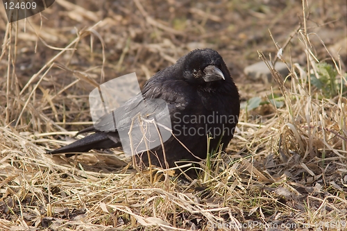 Image of Carrion Crow
