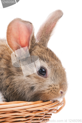 Image of one young brown rabbit