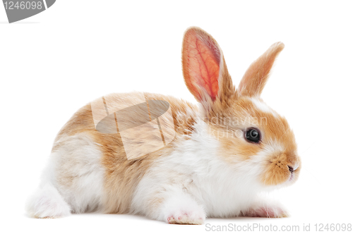 Image of one young baby rabbit isolated