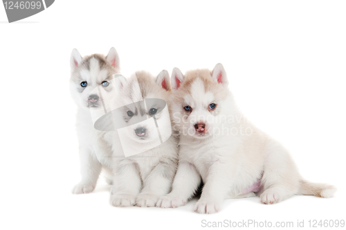 Image of Three Siberian husky puppy isolated