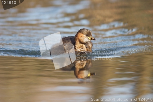 Image of Little grebe