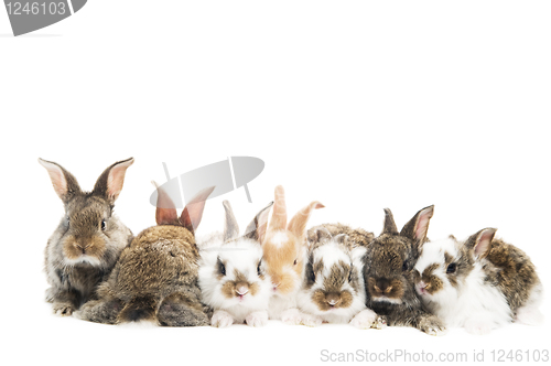 Image of group of rabbits in a row