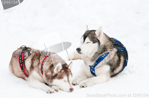 Image of sled dog siberian husky