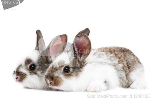 Image of two young baby rabbit isolated