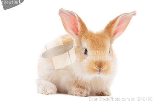 Image of one young baby rabbit isolated