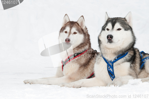 Image of sled dog siberian husky