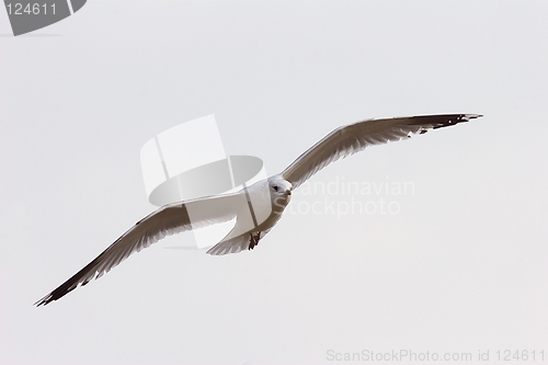 Image of Seagull in flight 5