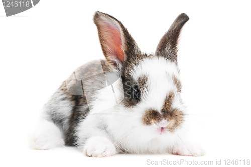 Image of one young baby rabbit isolated