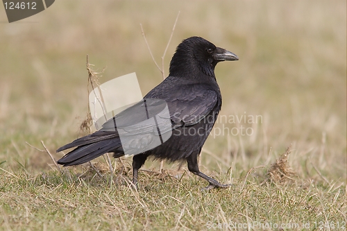 Image of Carrion Crow